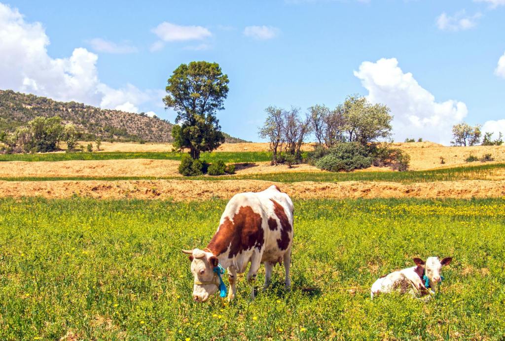 Don’t Graze All Day You’re Not A Cow. Just Eat&nbsp;Right!